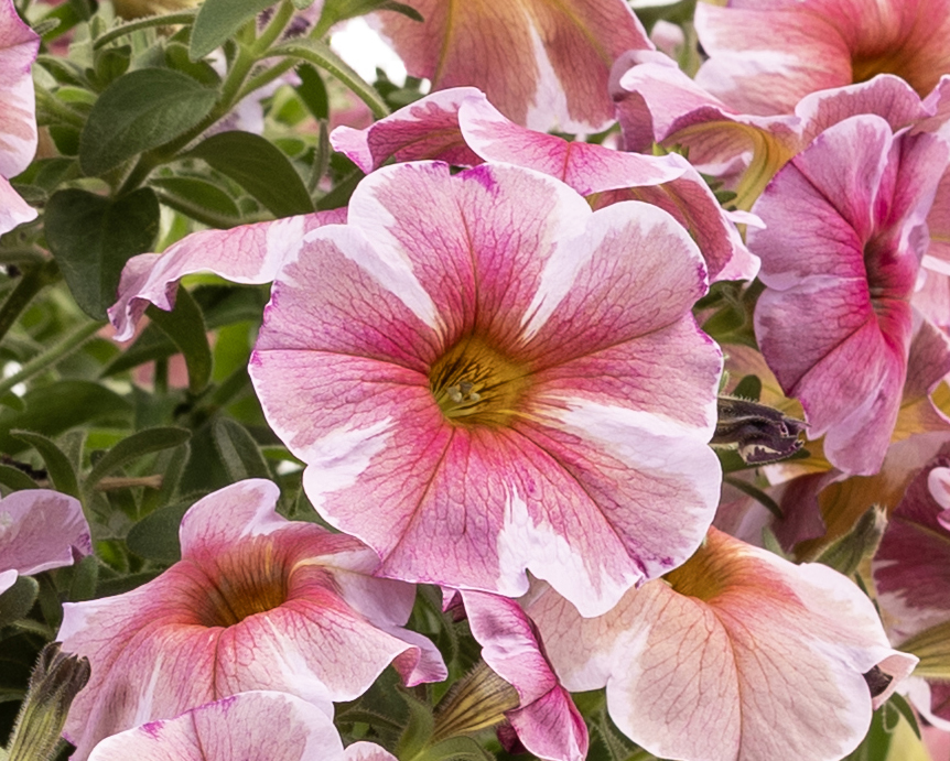 Petchoa Supercal Pink Star
