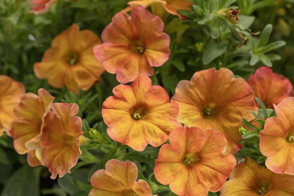 Petchoa Supercal Sunset Orange
