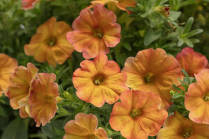 Petchoa Supercal Sunset Orange