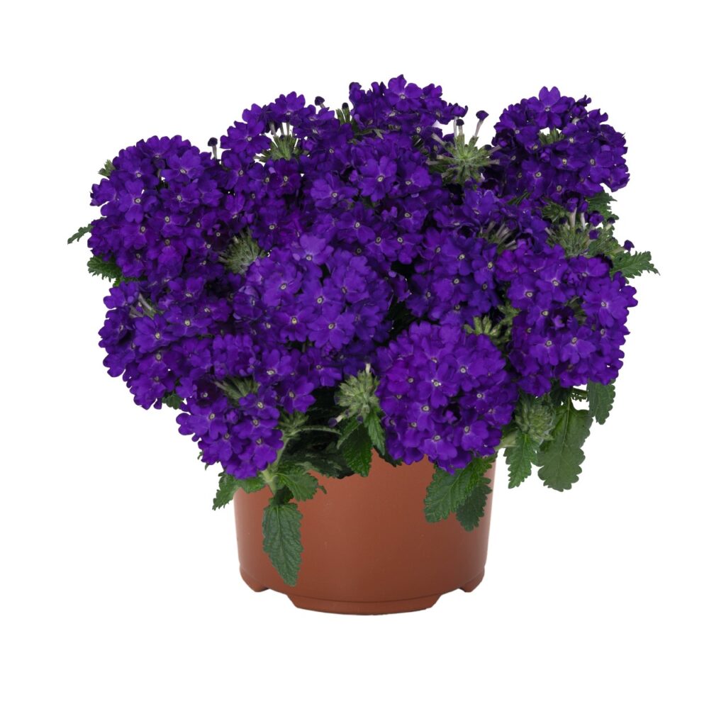 Verbena Empress Sun Kiss Blue