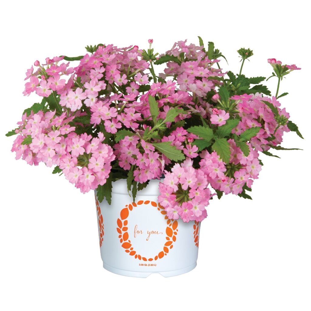 Verbena Empress Sun Kiss Pink