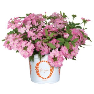 Verbena Empress Sun Kiss Pink