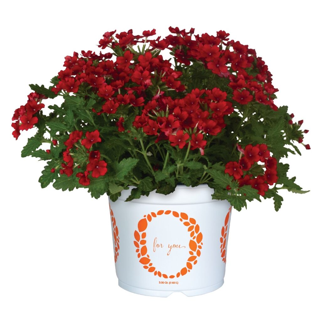 Verbena Empress Sun Kiss Red