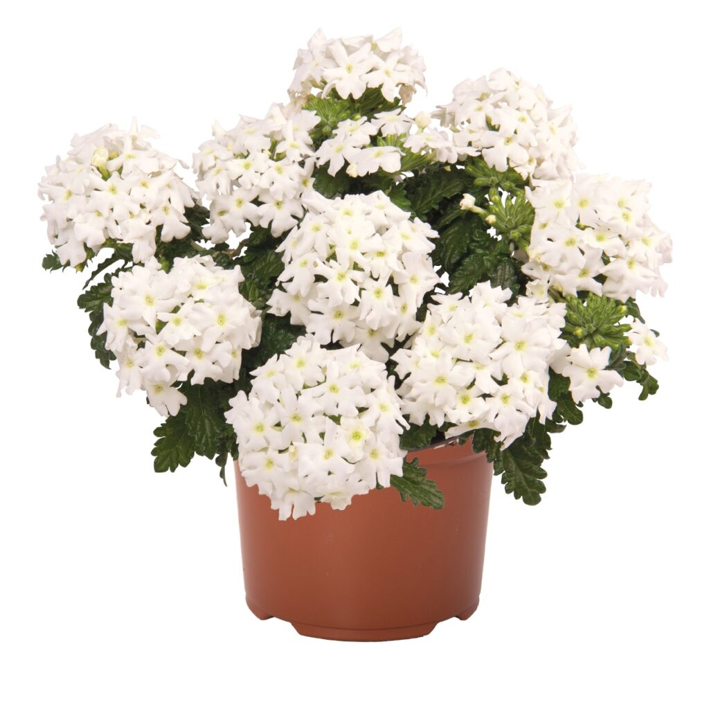 Verbena Empress Sun Kiss White