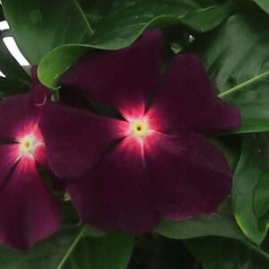 Vinca Nirvana XDR Blackberry