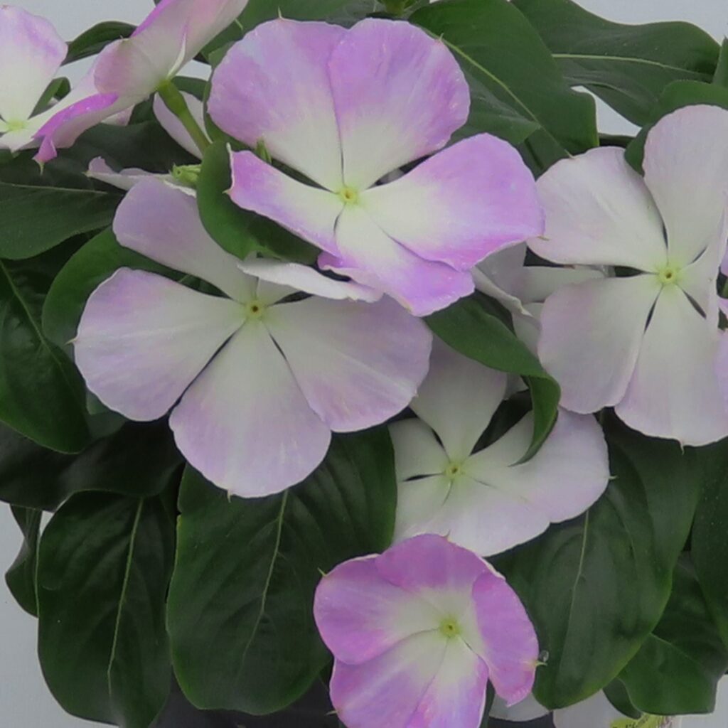 Vinca Nirvana XDR Blue Halo