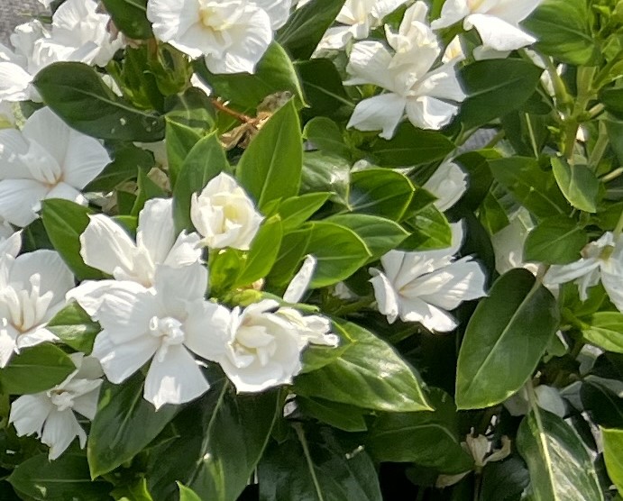 Vinca Soiree Double Pure White