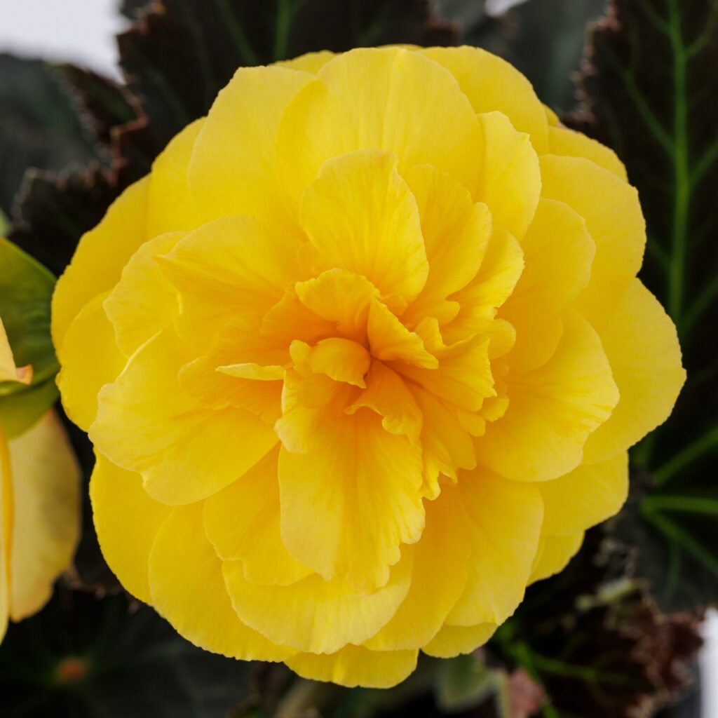 Begonia iCandy XL Deep Yellow