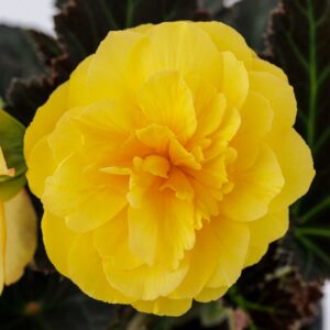 Begonia iCandy XL Deep Yellow