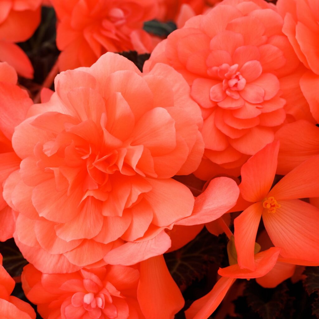 Bergonia iCandy Coral Pink