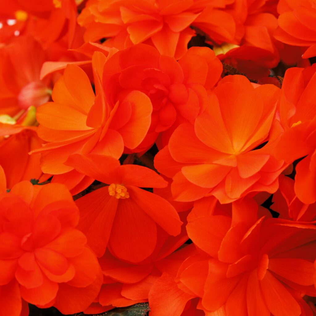 Bergonia iCandy Inferno