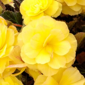 Bergonia iCandy Lemon Yellow